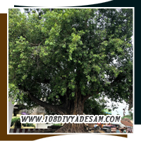 Thiru Evvul Divyadesam Veera Raghava Perumal Healing Pilgrimage